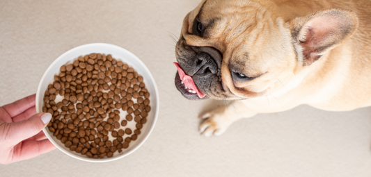 Skin, Coat & Gut: How the Right Food Transforms Your Dog’s Health