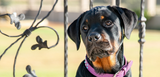 Stress and How It Affects Your Dog’s Health