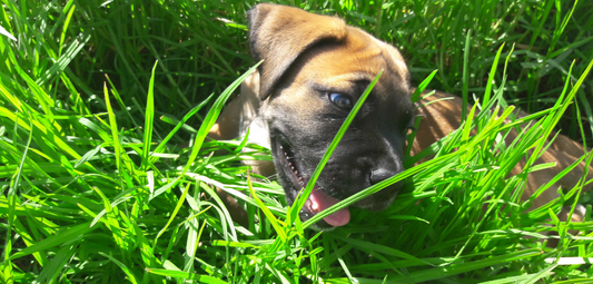 Meet Rex: The Boerboel Who Inspired Emperor