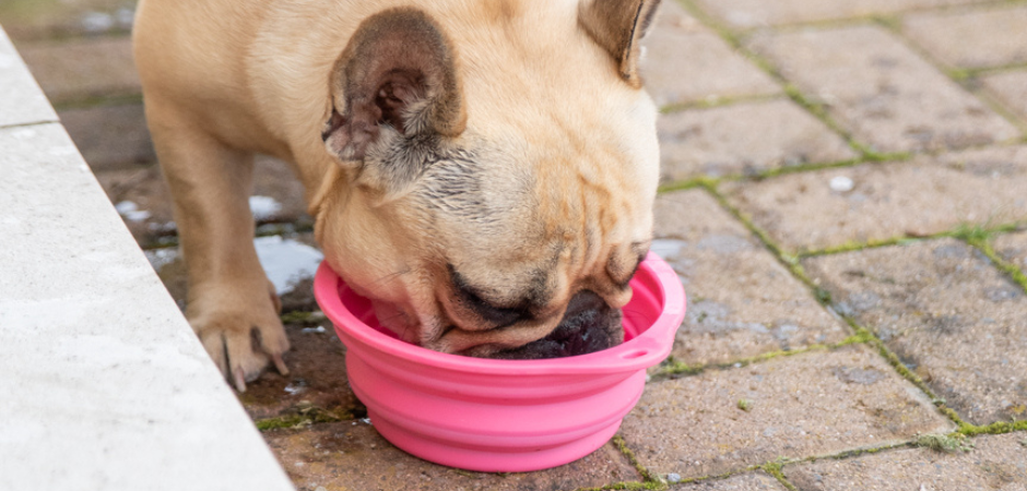 Beat the Heat: Keeping Your Dog Cool in Summer