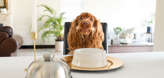 Hot Days, Light Appetites: A Summer Note for Dog Parents